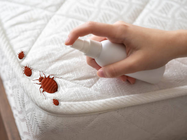 Professional Pest Control in Morrisonville, IL